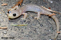 Arboreal Salamander