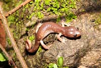 Arboreal Salamander