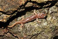 Arboreal Salamander