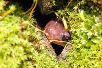 Arboreal Salamander