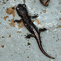 Arboreal Salamander