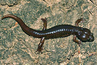 Arboreal Salamander