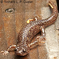 Arboreal Salamander