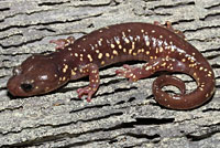 Arboreal Salamander