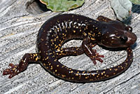 Arboreal Salamander