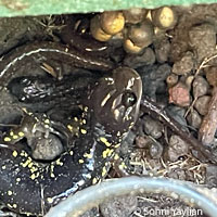 Arboreal Salamanders