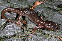 Arboreal Salamander