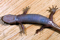 Arboreal Salamander