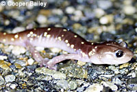 Arboreal Salamander