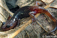 Arboreal Salamander