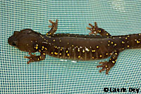 Arboreal Salamander