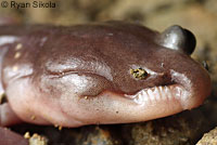 Arboreal Salamander