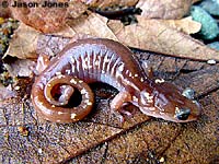 Arboreal Salamander