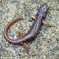 Arboreal Salamander