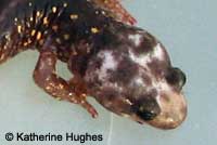 Arboreal Salamander