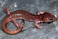 Arboreal Salamander