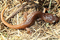 Arboreal Salamander