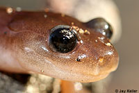 Arboreal Salamander