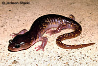 Arboreal Salamander