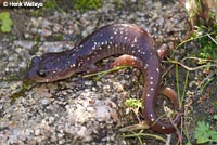 Arboreal Salamander