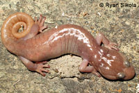 Arboreal Salamander