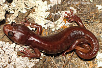 Arboreal Salamander