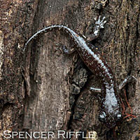 Arboreal Salamander foot