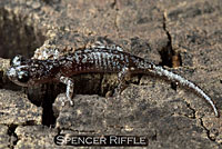 Arboreal Salamander foot