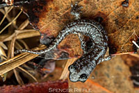 Arboreal Salamander foot