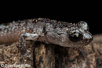 Arboreal Salamander foot