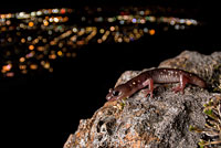 Arboreal Salamander foot