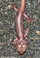 Arboreal Salamander