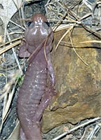 Arboreal Salamander