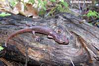 Arboreal Salamander