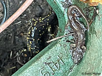 Arboreal Salamanders