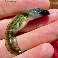 Southern Long-toed Salamander larva