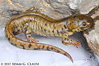 Barred Tiger Salamander