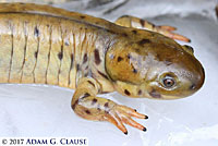 Barred Tiger Salamander