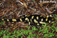 Barred Tiger Salamander