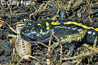 An adult Central Long-toed Salamander eats an earthworm.