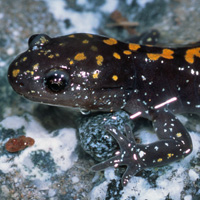 Santa Cruz Long-toed Salamander