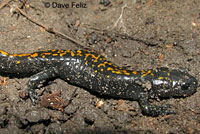 Santa Cruz Long-toed Salamander