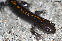 Santa Cruz Long-toed Salamander