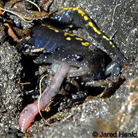 Santa Cruz Long-toed Salamander