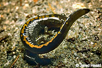 Santa Cruz Long-toed Salamander