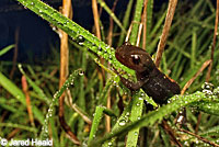 Santa Cruz Long-toed Salamander