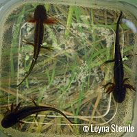 Southern Long-toed Salamander