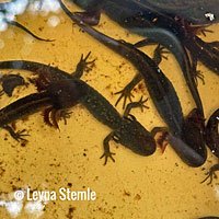 Southern Long-toed Salamander