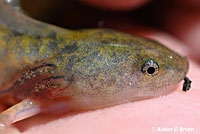 Southern Long-toed Salamander