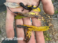 Santa Cruz Long-toed Salamander